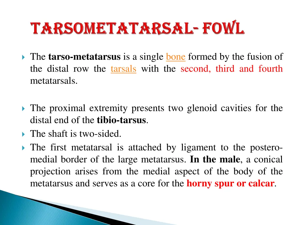 the tarso metatarsus is a single bone formed