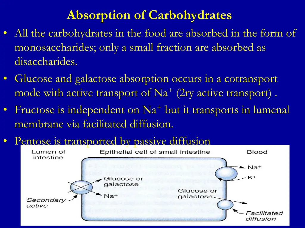 absorption of carbohydrates all the carbohydrates