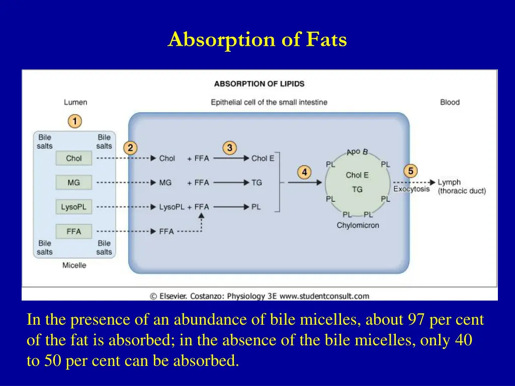 absorption of fats