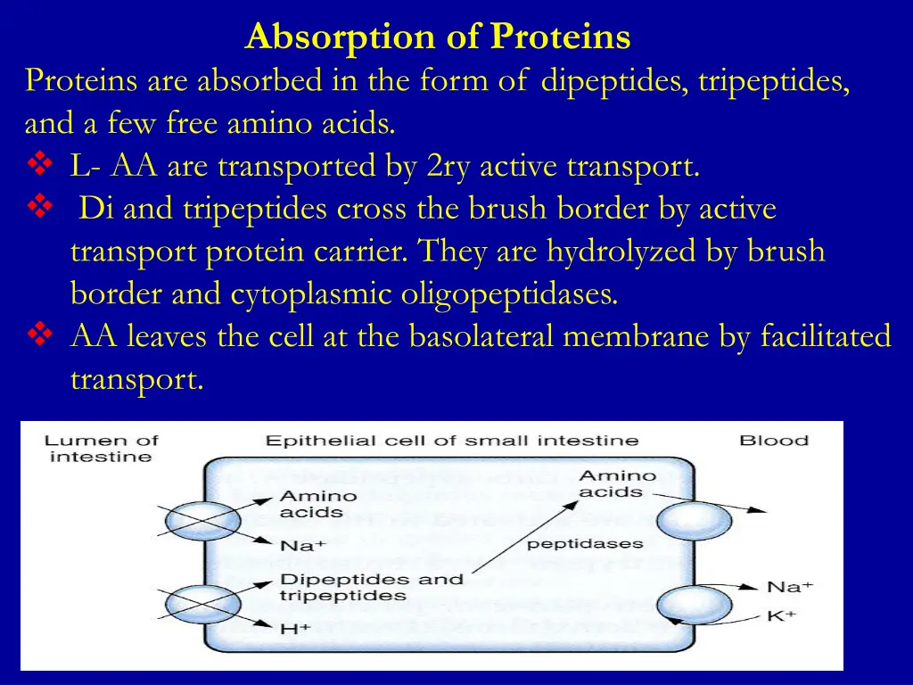 absorption of proteins