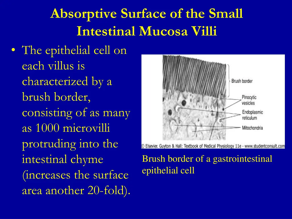 absorptive surface of the small intestinal mucosa 1