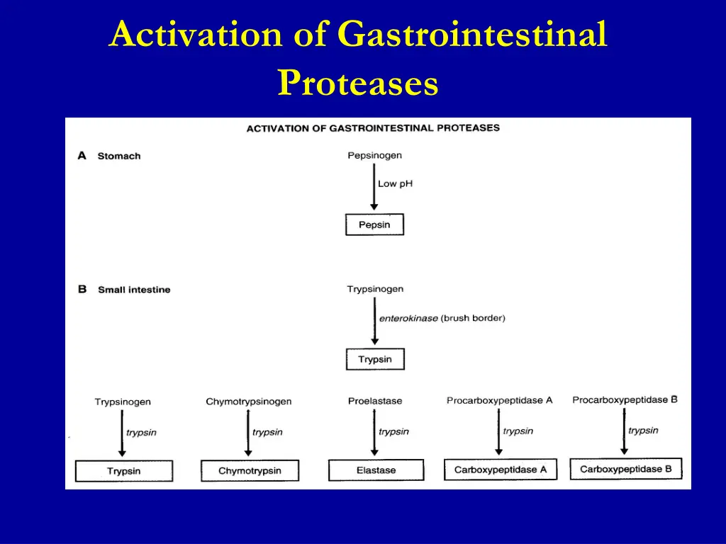 activation of gastrointestinal proteases