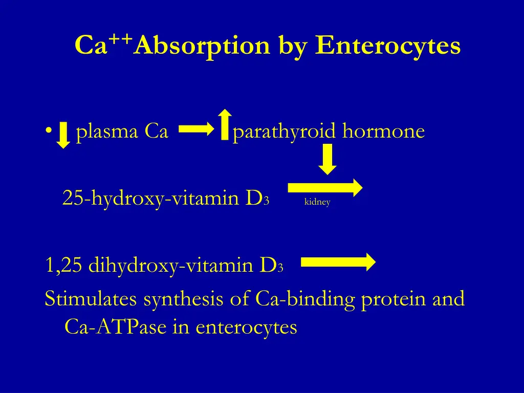 ca absorption by enterocytes