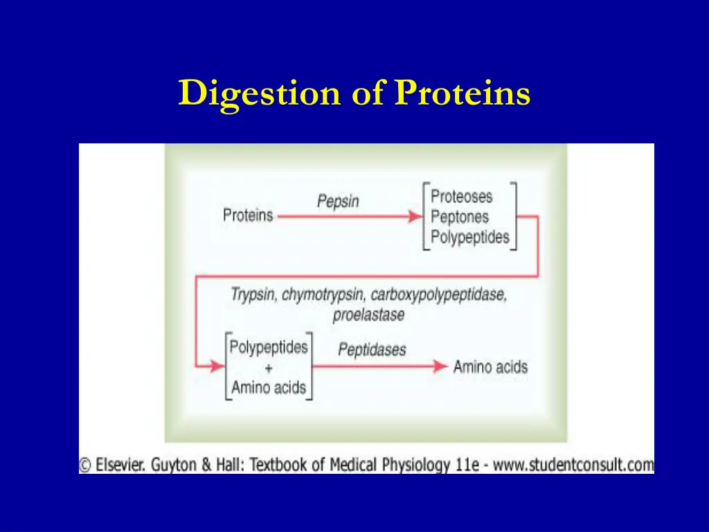 digestion of proteins 1