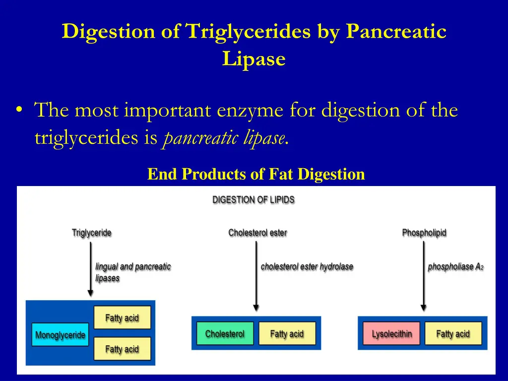 digestion of triglycerides by pancreatic lipase