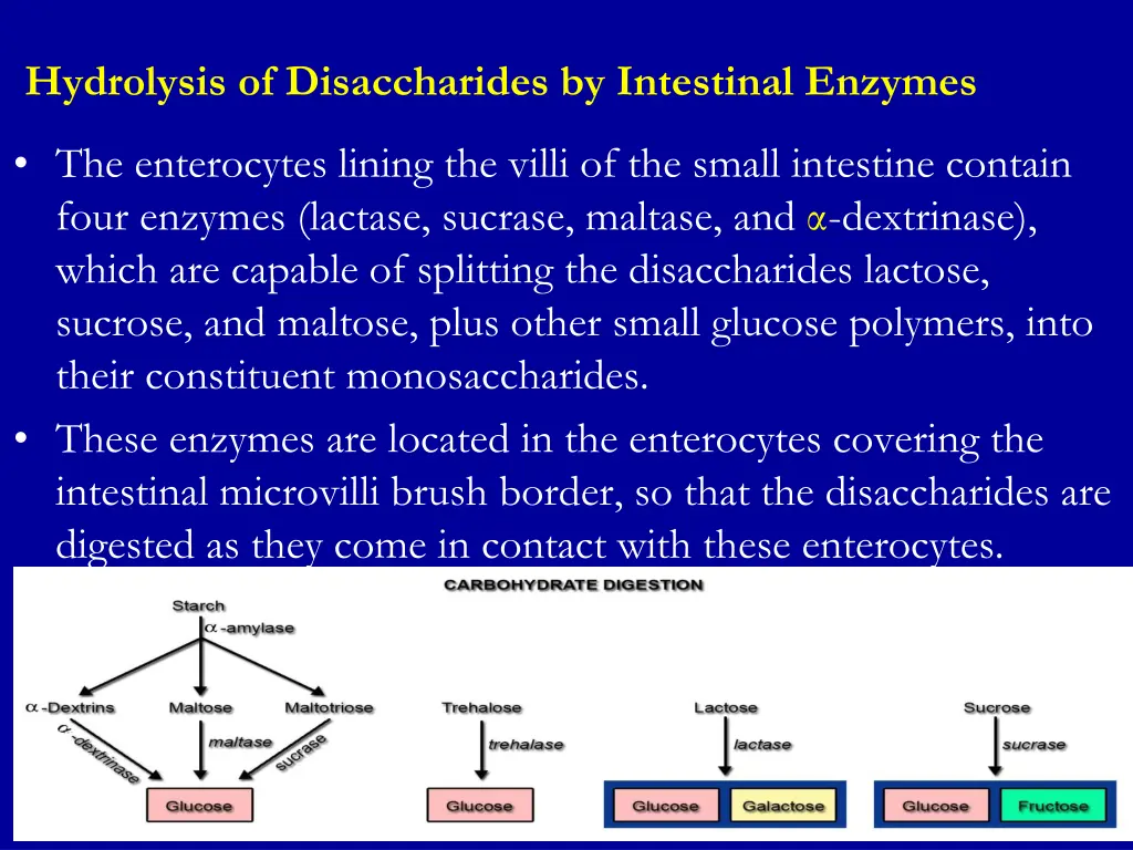 hydrolysis of disaccharides by intestinal enzymes