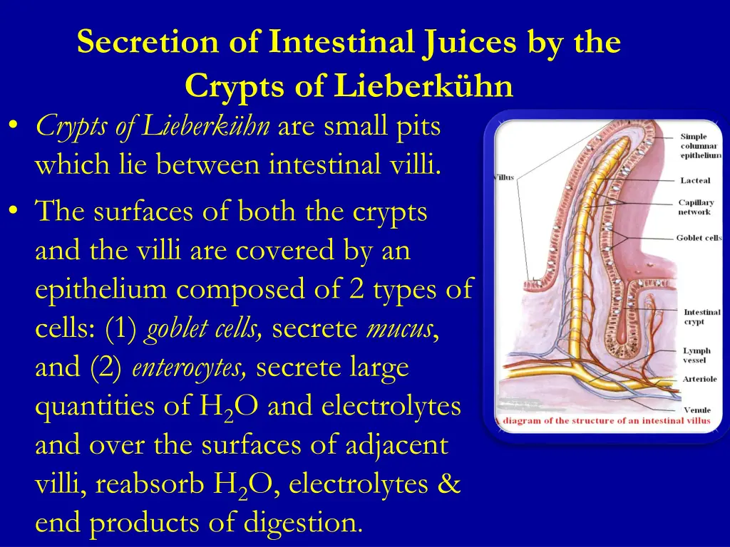 secretion of intestinal juices by the crypts