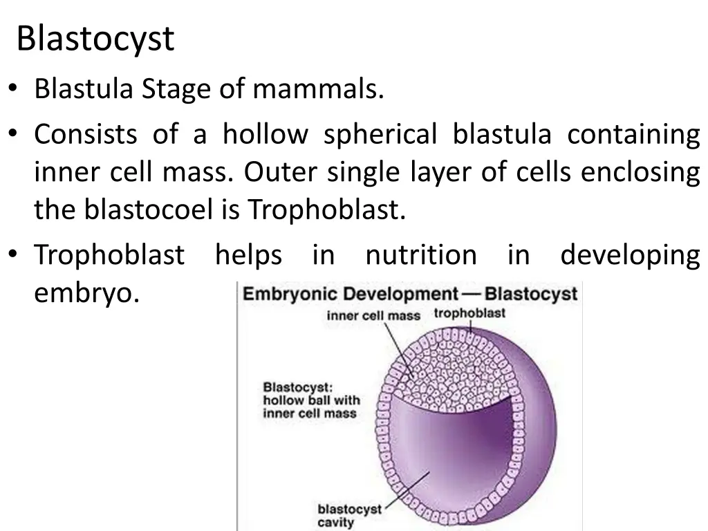 blastocyst blastula stage of mammals consists