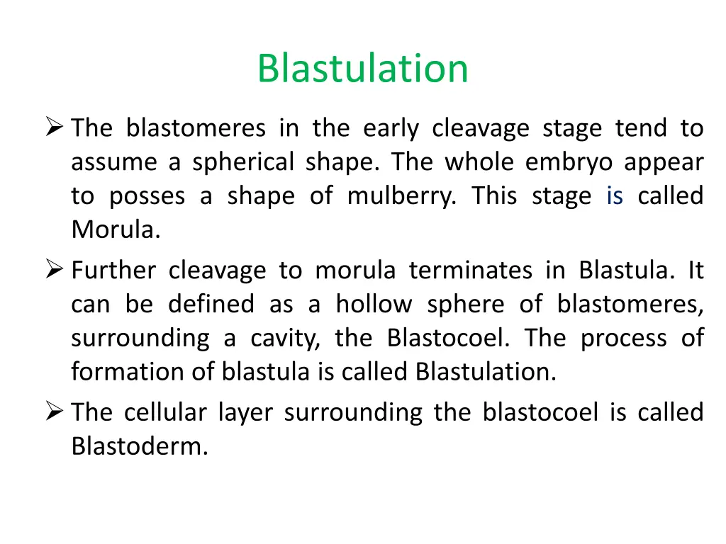 blastulation