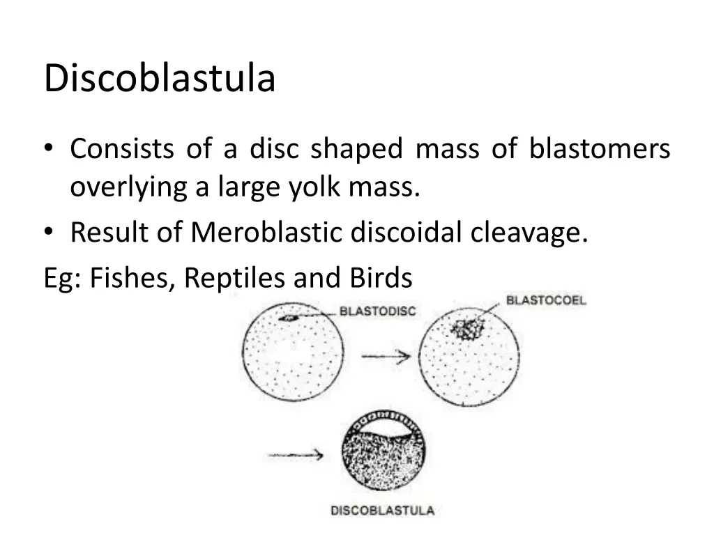 discoblastula