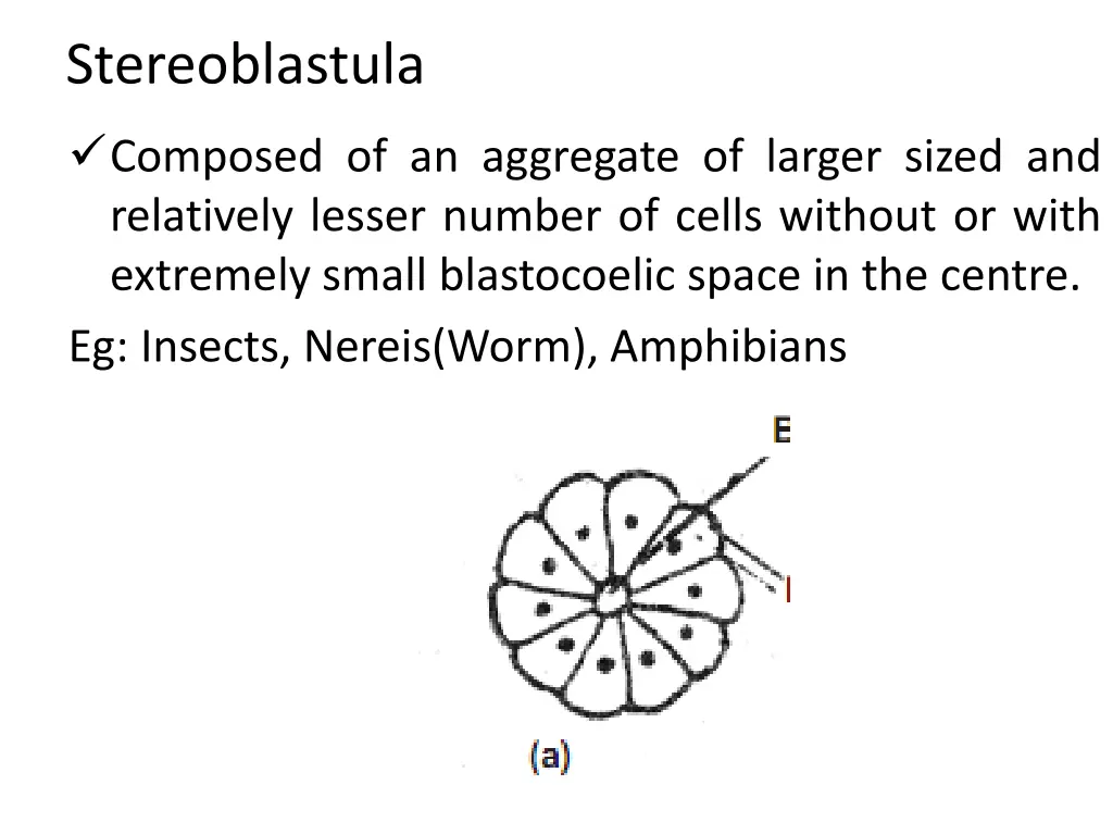 stereoblastula