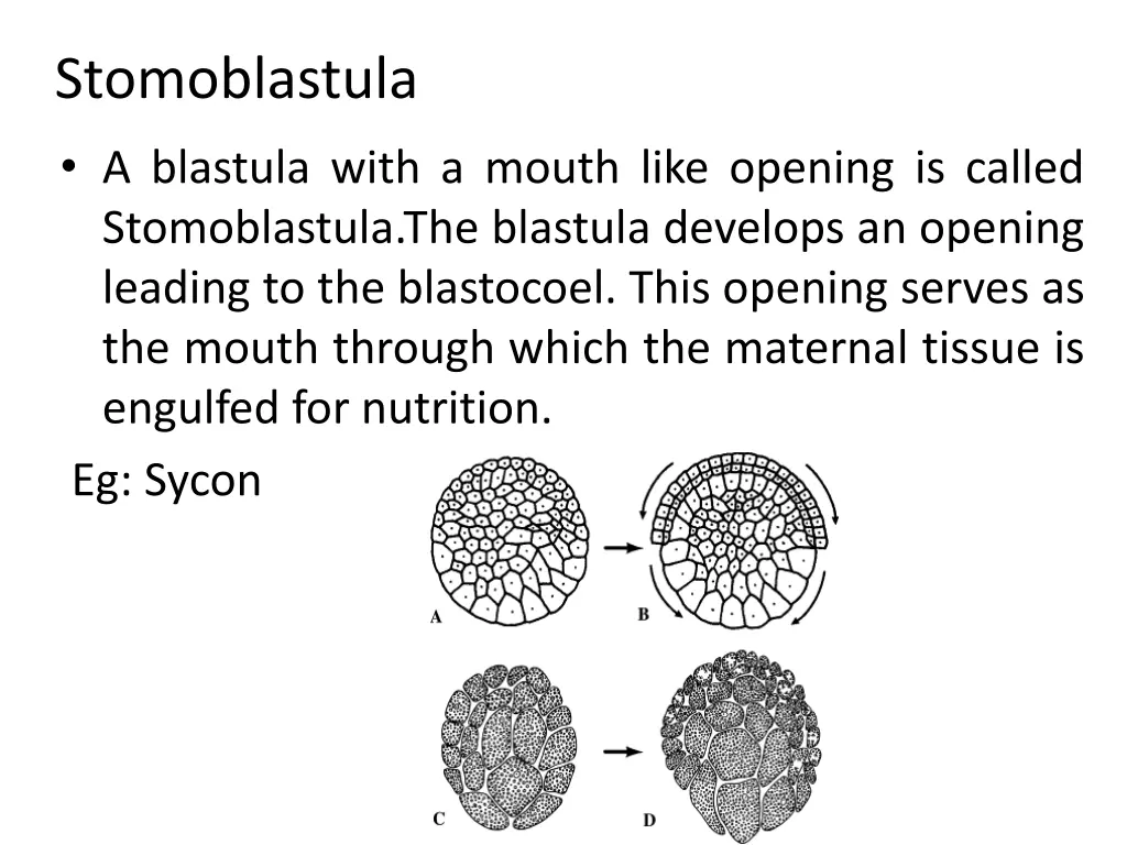 stomoblastula a blastula with a mouth like