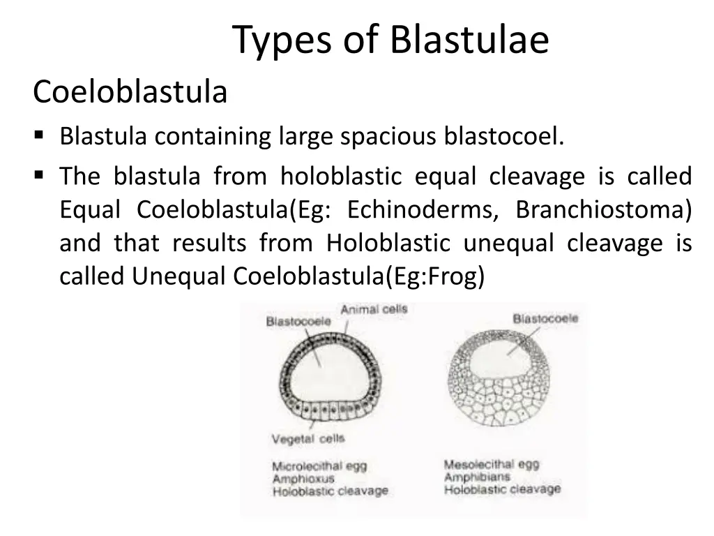 types of blastulae