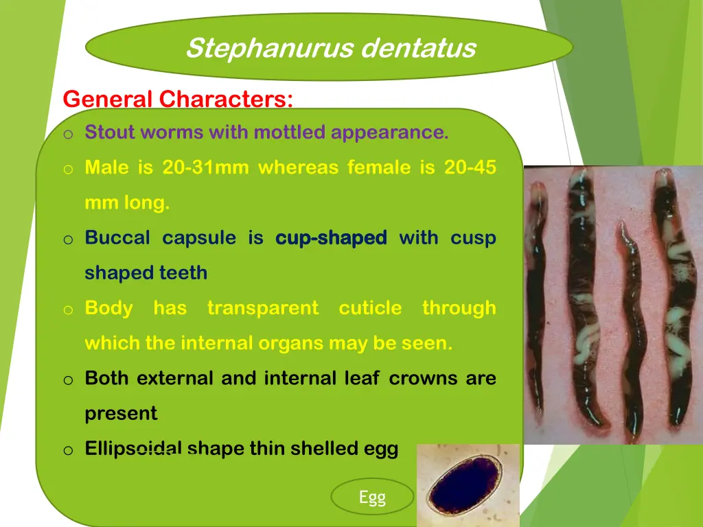 stephanurus dentatus 1