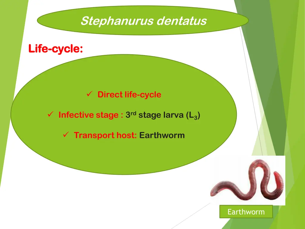 stephanurus dentatus 3