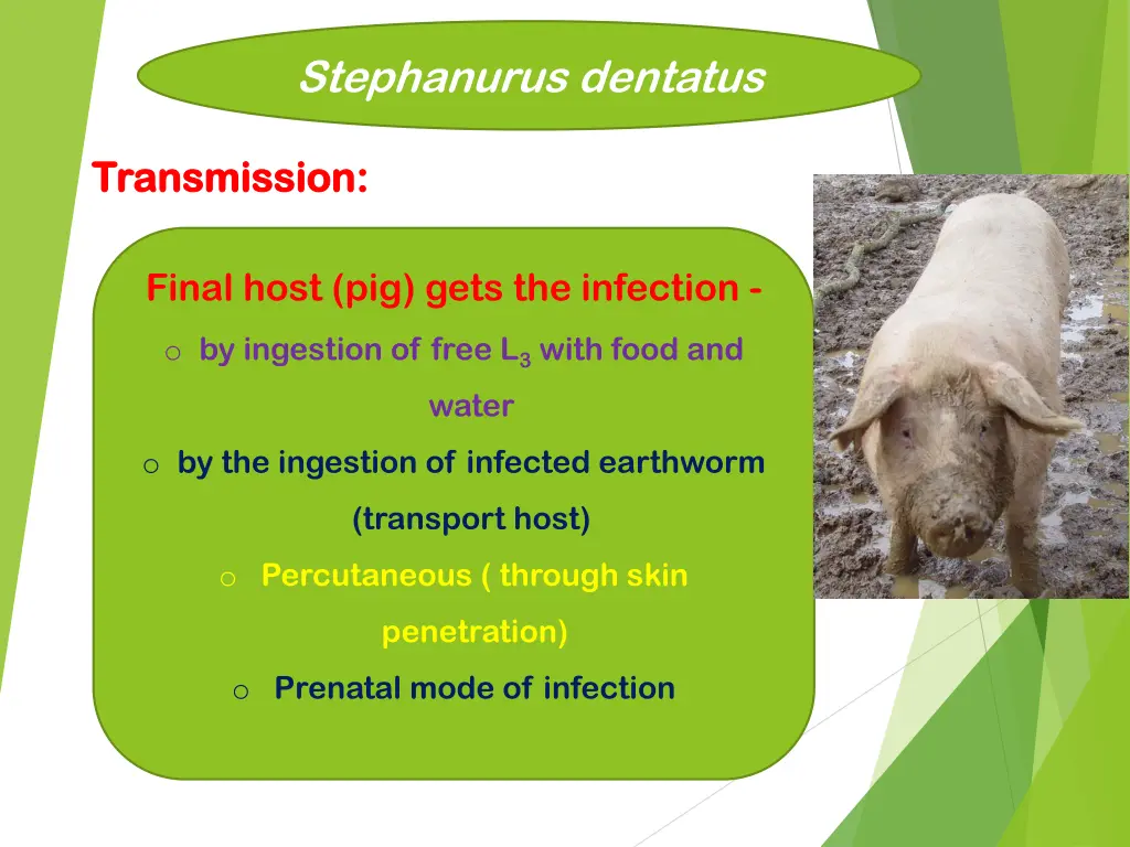 stephanurus dentatus 4