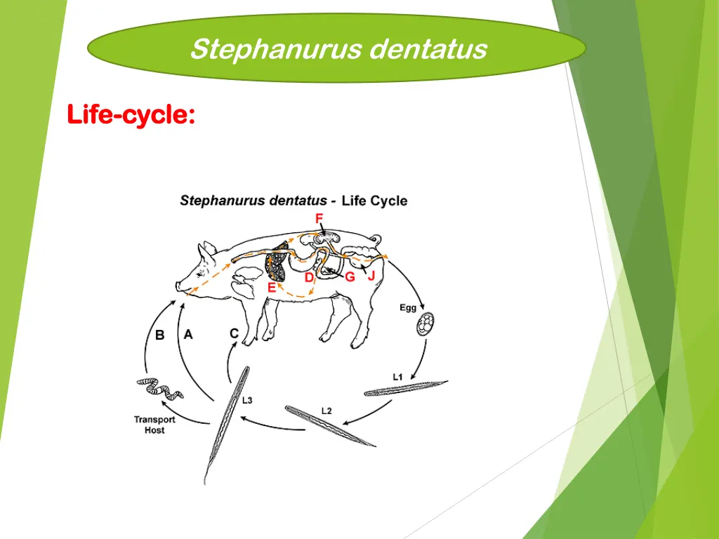 stephanurus dentatus 5