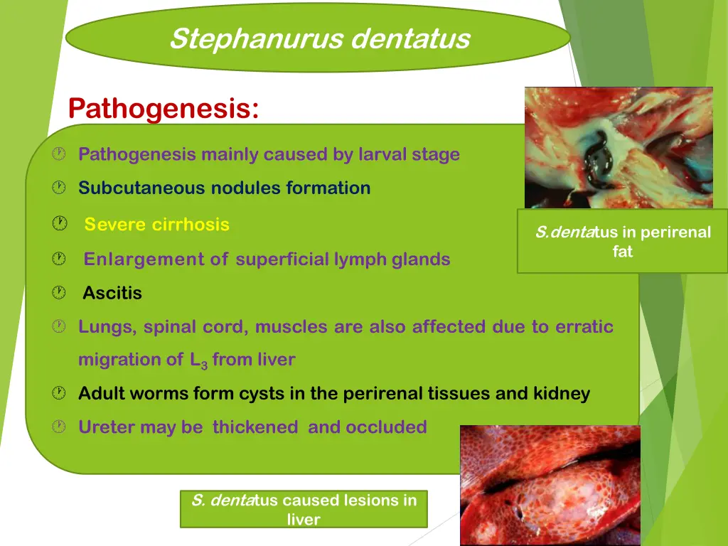 stephanurus dentatus 6