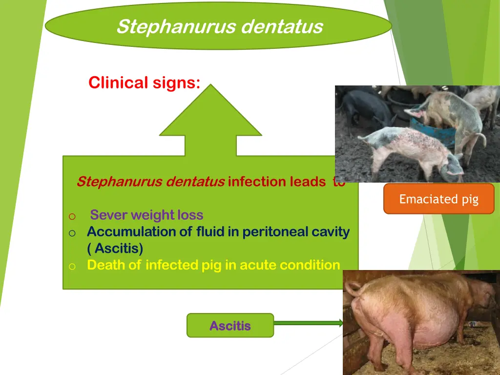 stephanurus dentatus 7