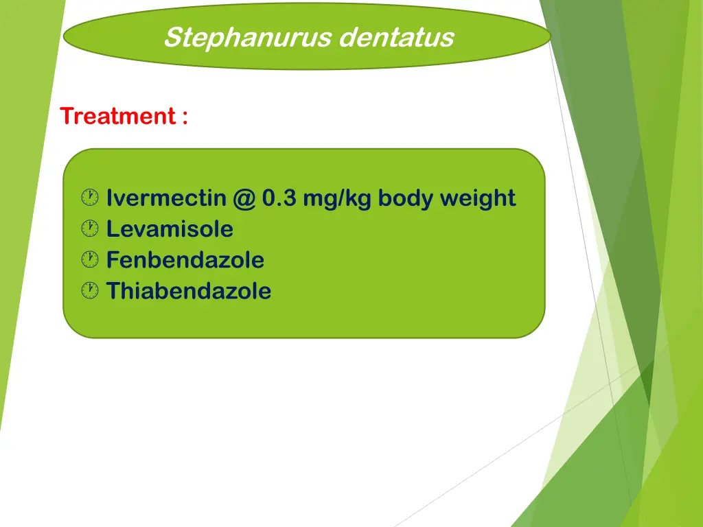 stephanurus dentatus 9