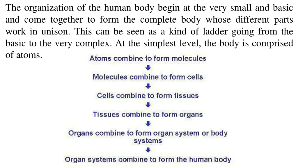 the organization of the human body begin