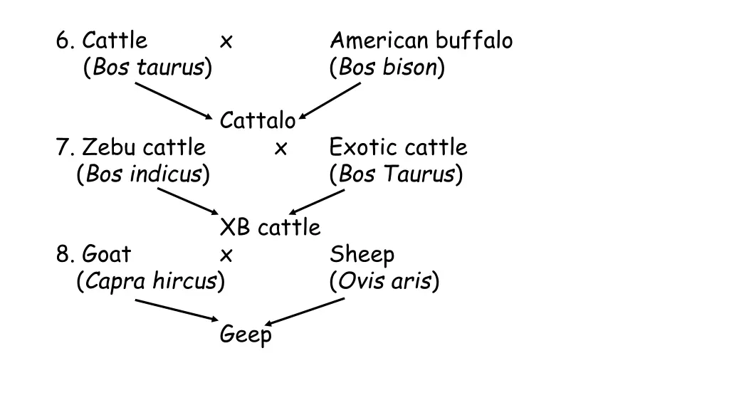 6 cattle bos taurus