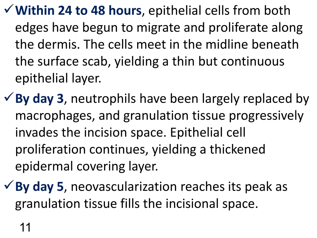 within 24 to 48 hours epithelial cells from both