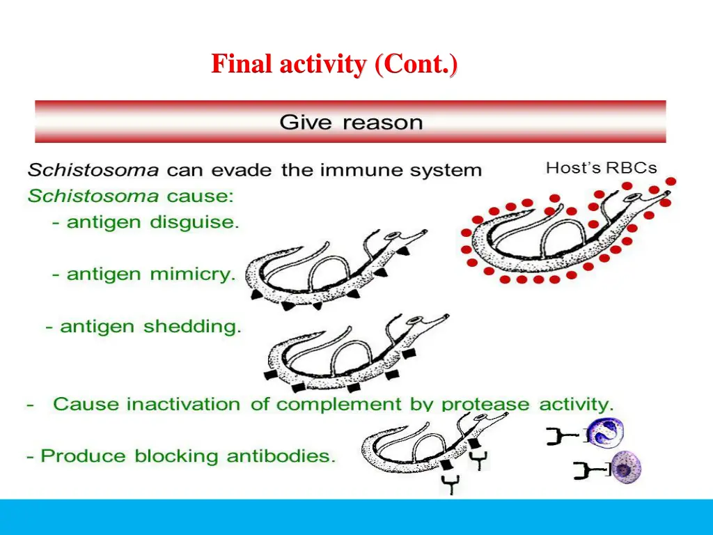 final activity cont