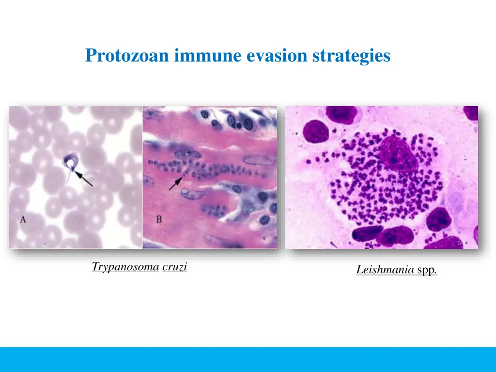 protozoan immune evasion strategies