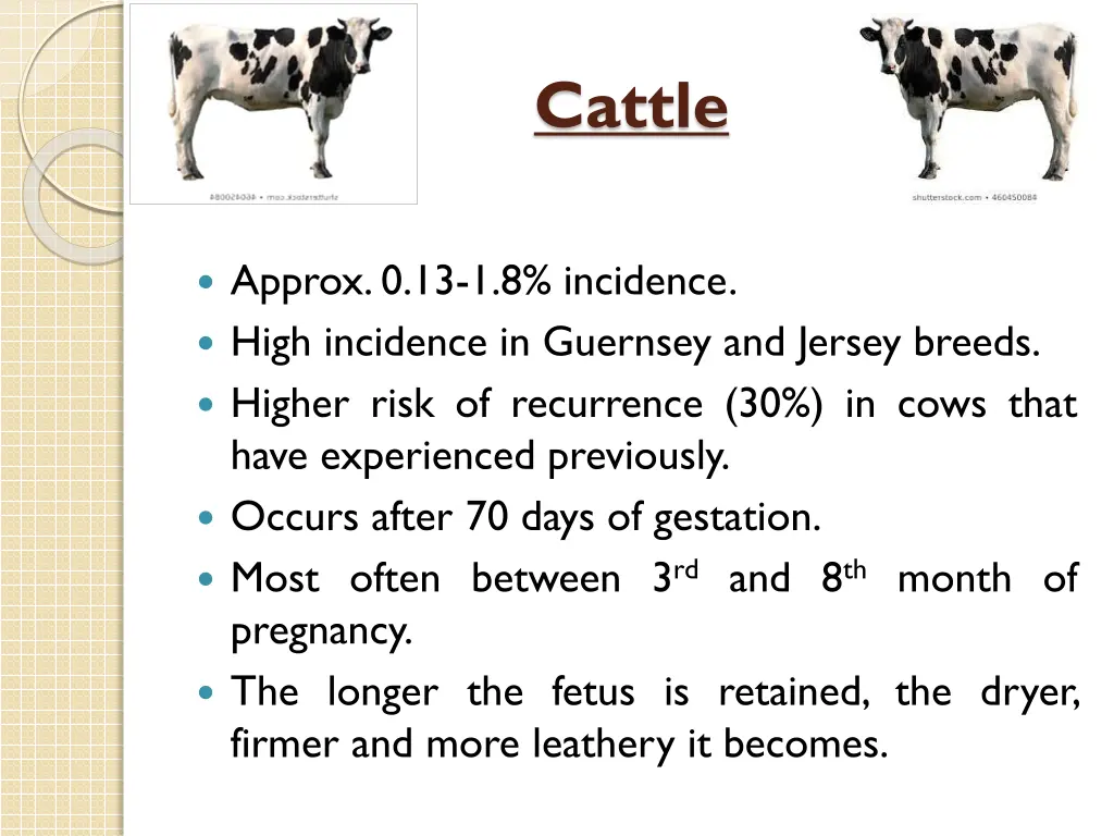 cattle