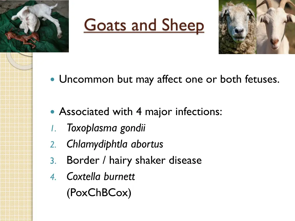 goats and sheep