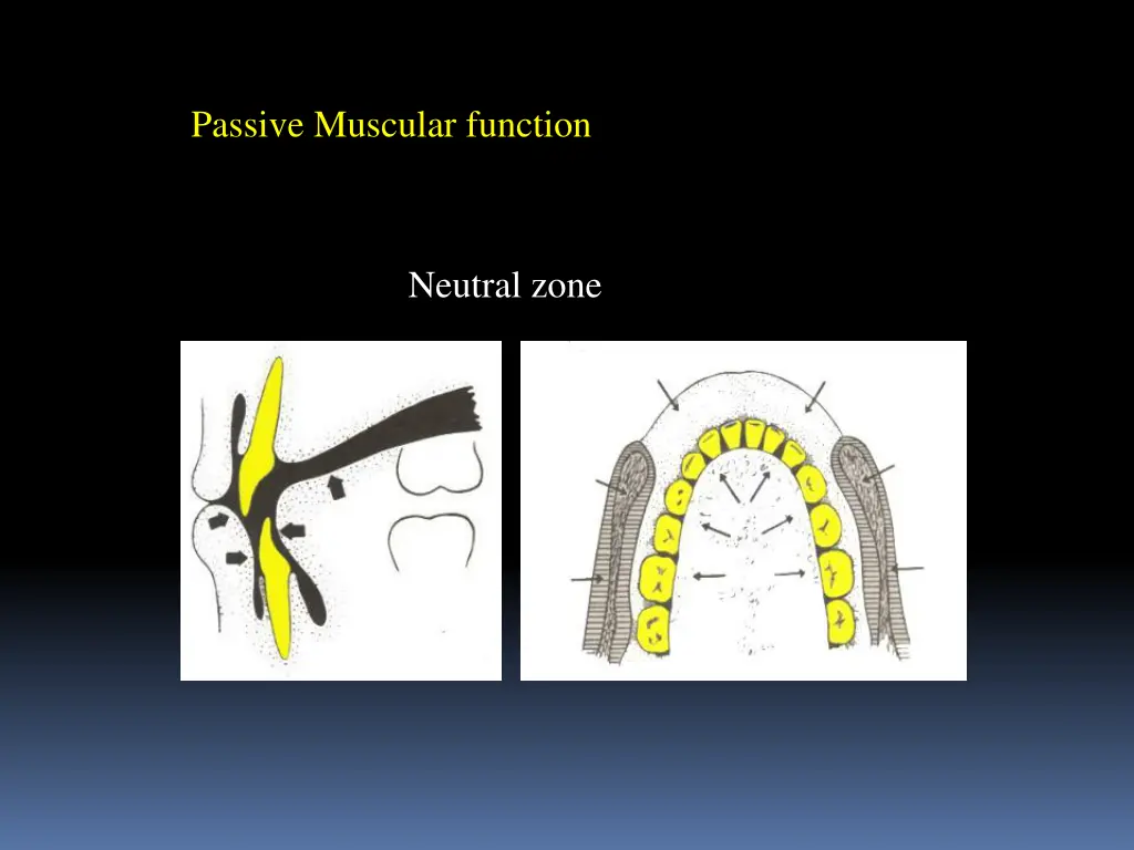 passive muscular function