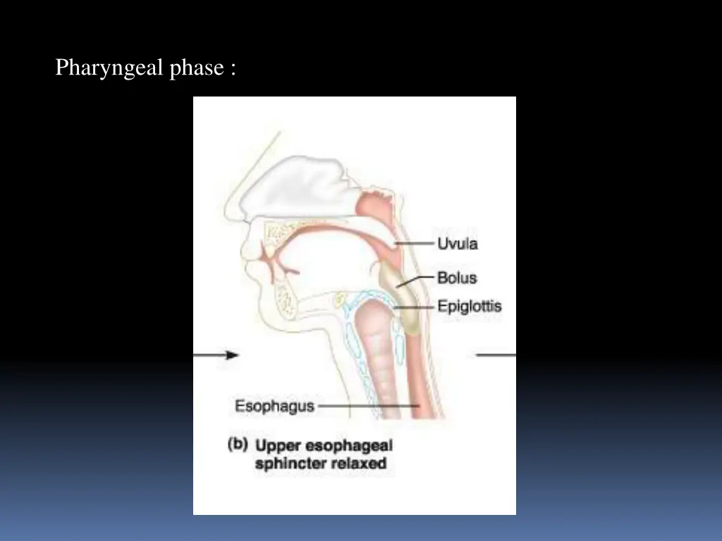 pharyngeal phase