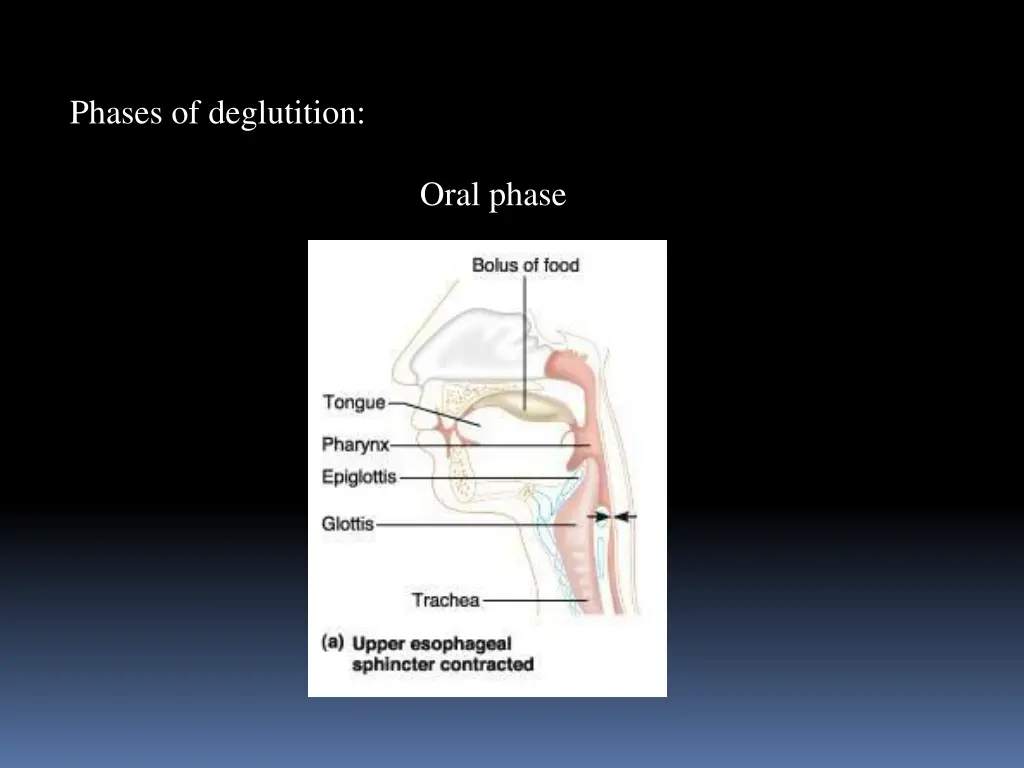 phases of deglutition