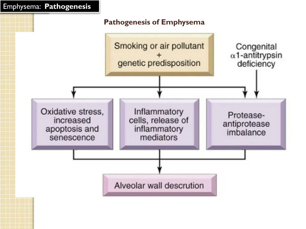 emphysema emphysema pathogenesis