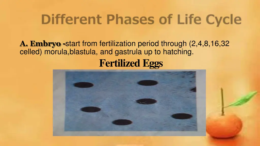 a embryo start from fertilization period through