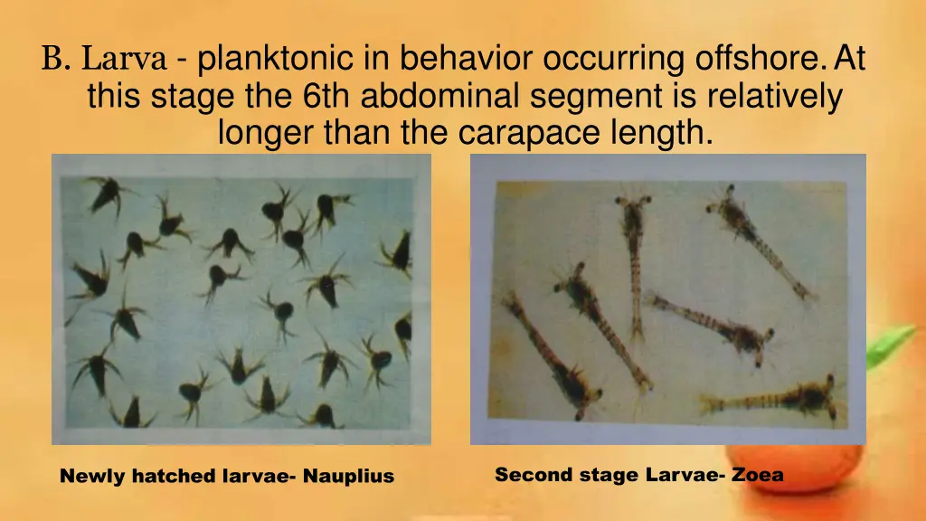 b larva planktonic in behavior occurring offshore