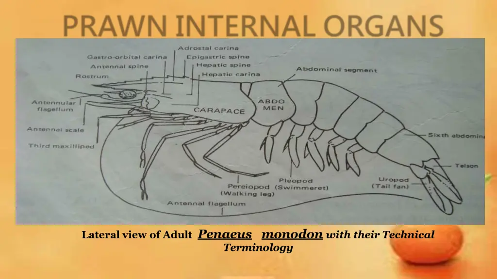 lateral view of adult penaeus monodon with their