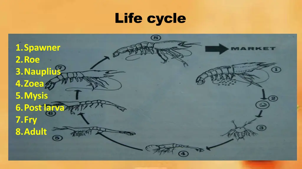 life cycle