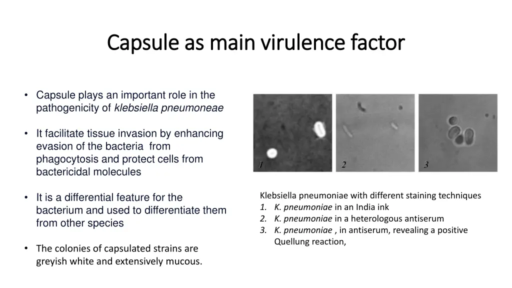 capsule as main virulence factor capsule as main