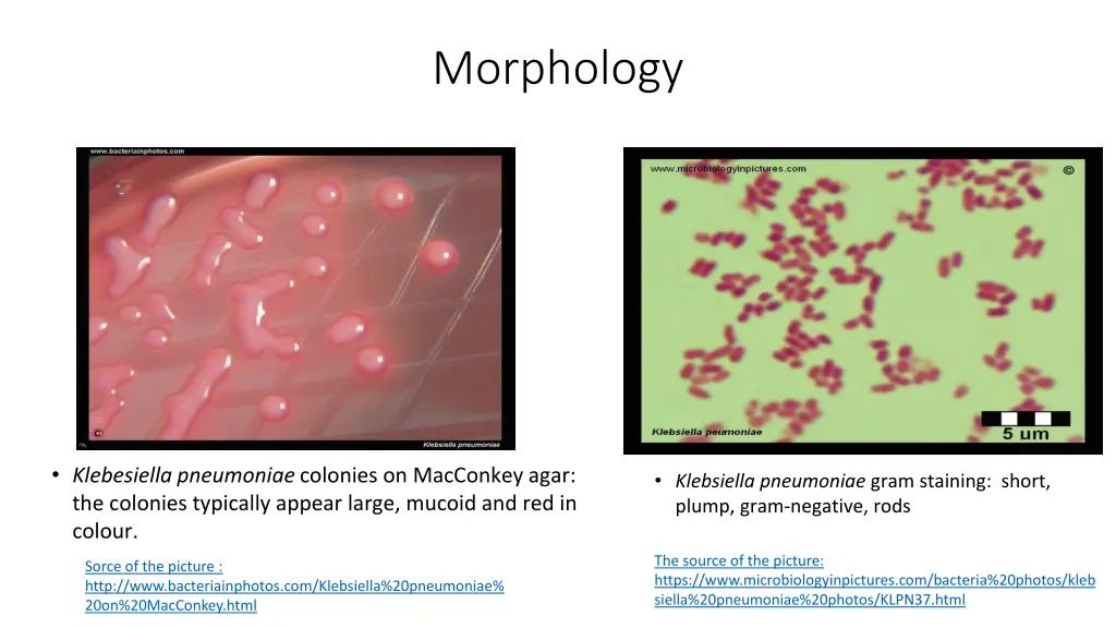 morphology