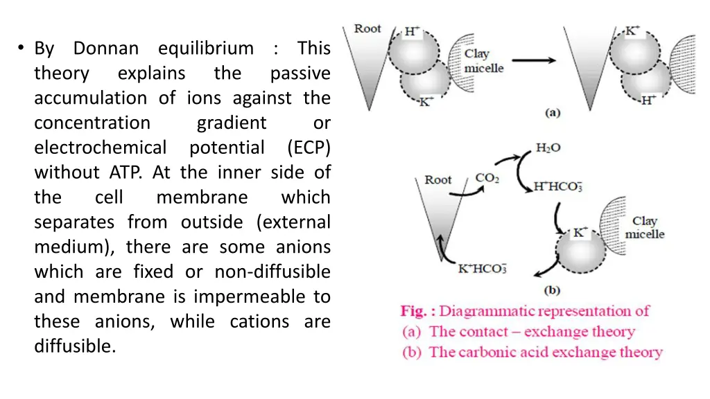 by donnan equilibrium this theory explains