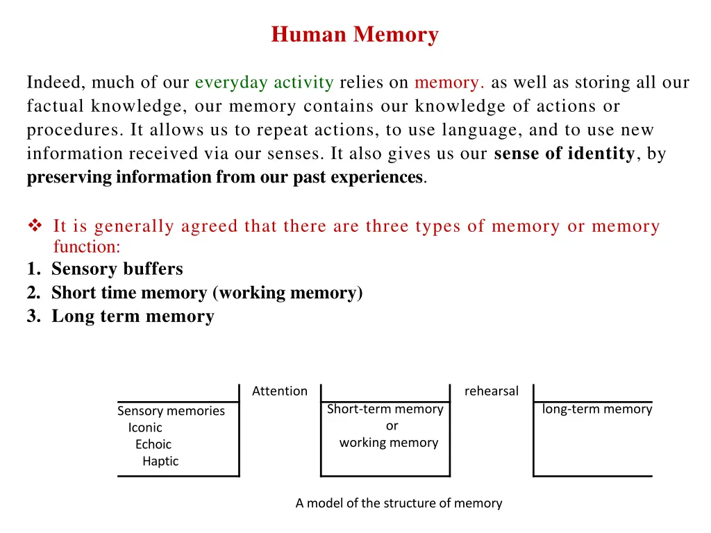 human memory