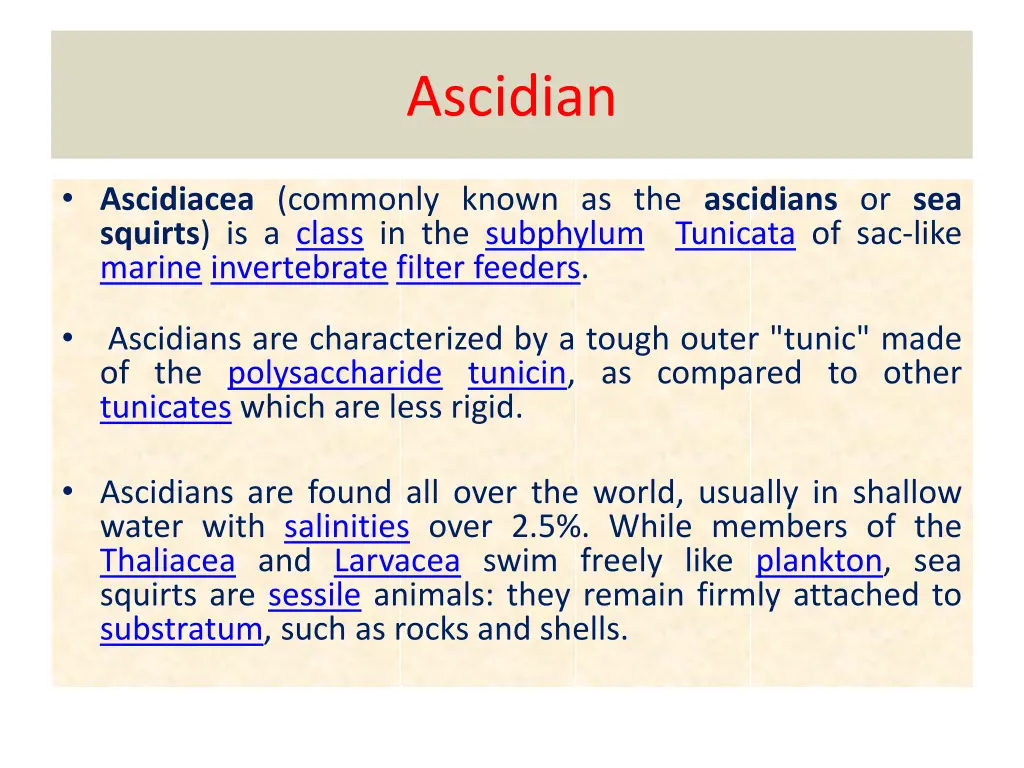 ascidian