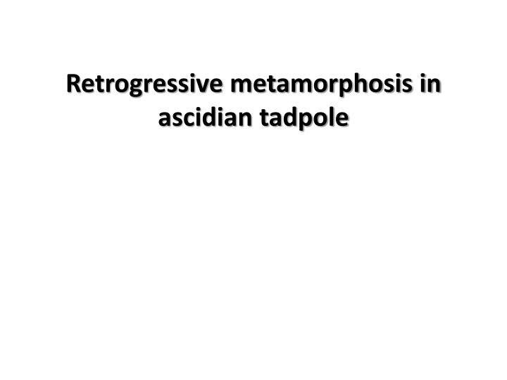 retrogressive metamorphosis in ascidian tadpole