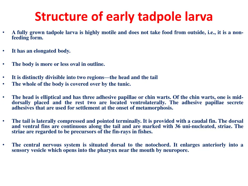 structure of early tadpole larva