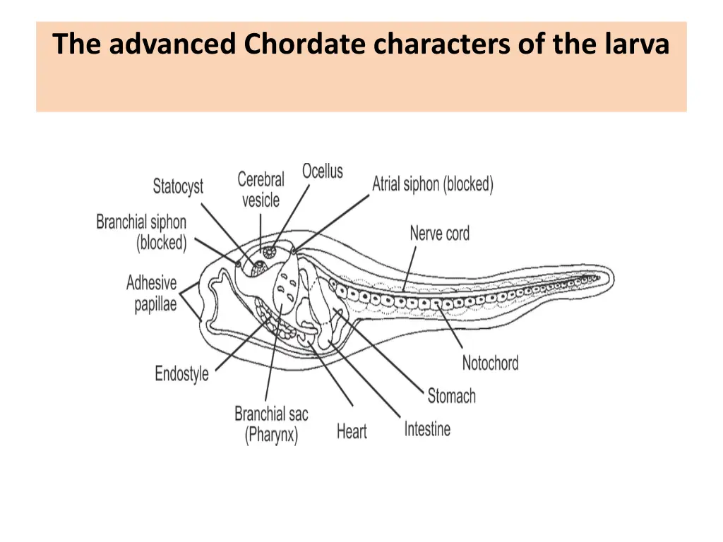 the advanced chordate characters of the larva