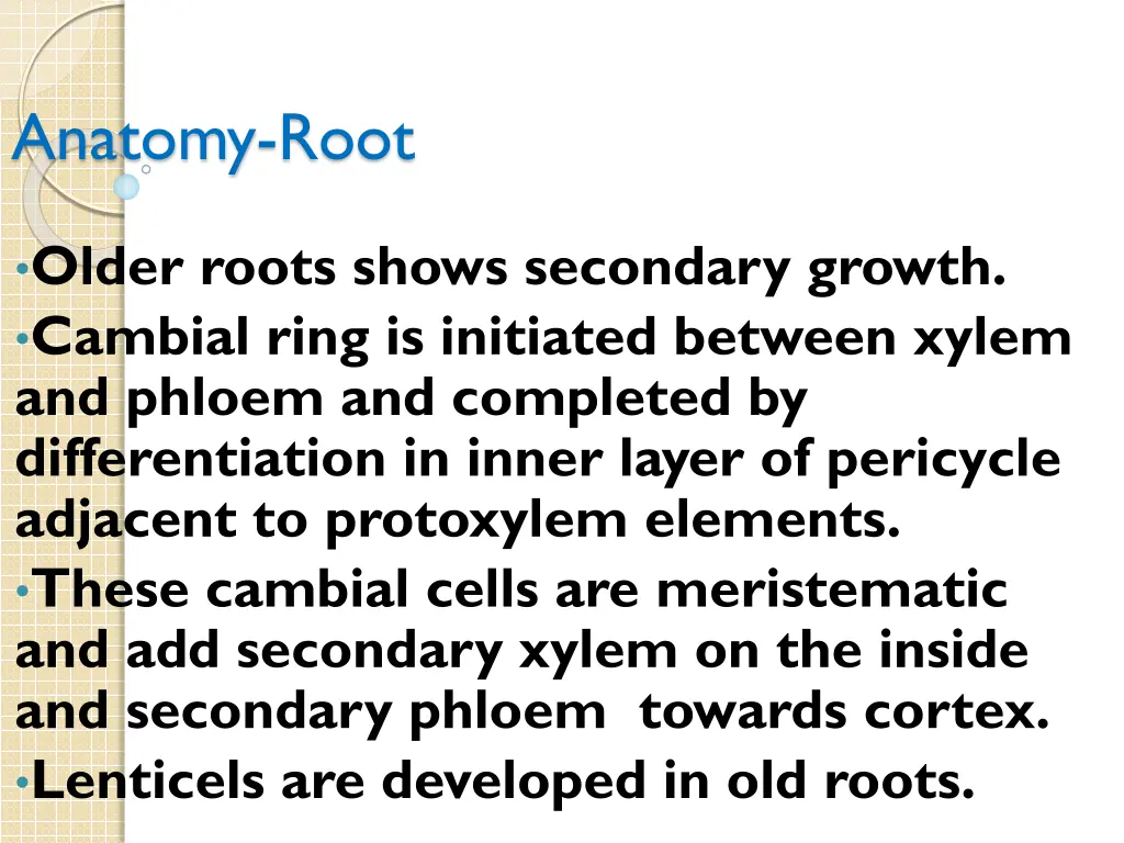 anatomy root 1