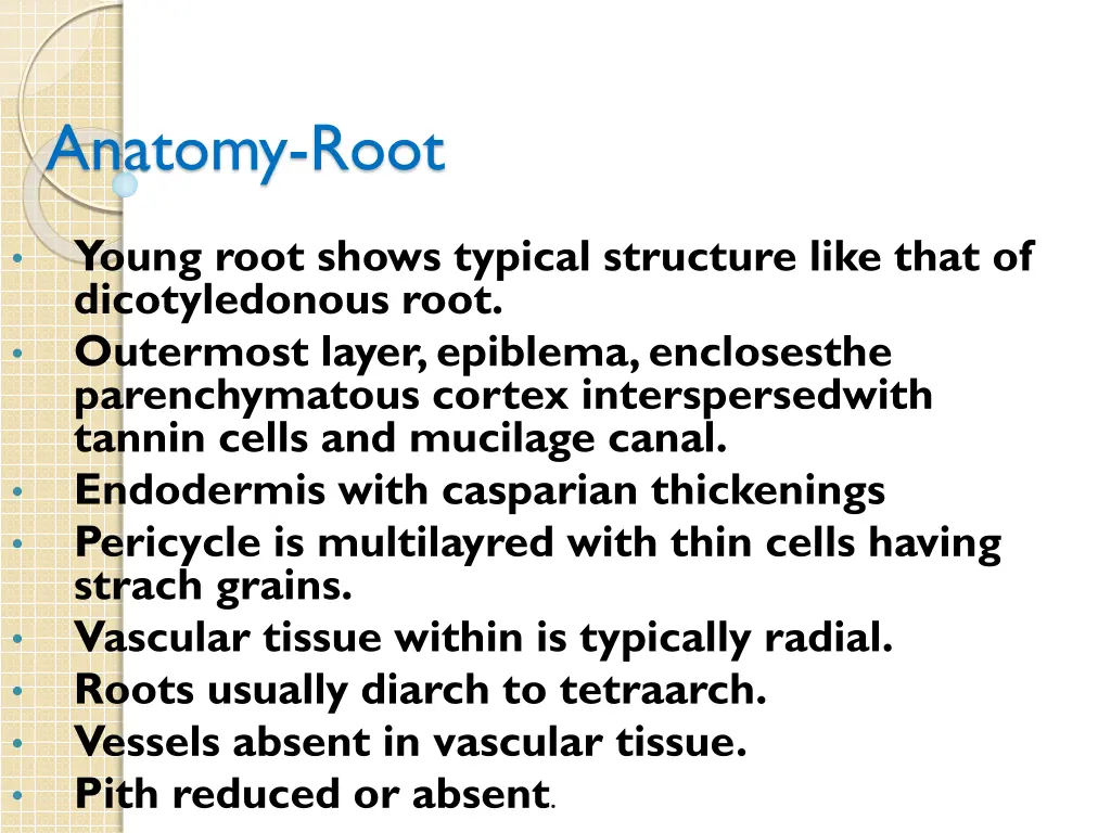 anatomy root