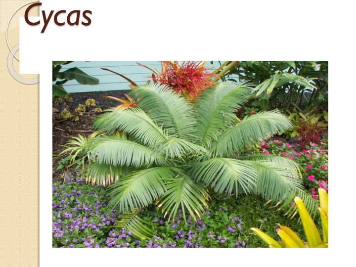 cycas